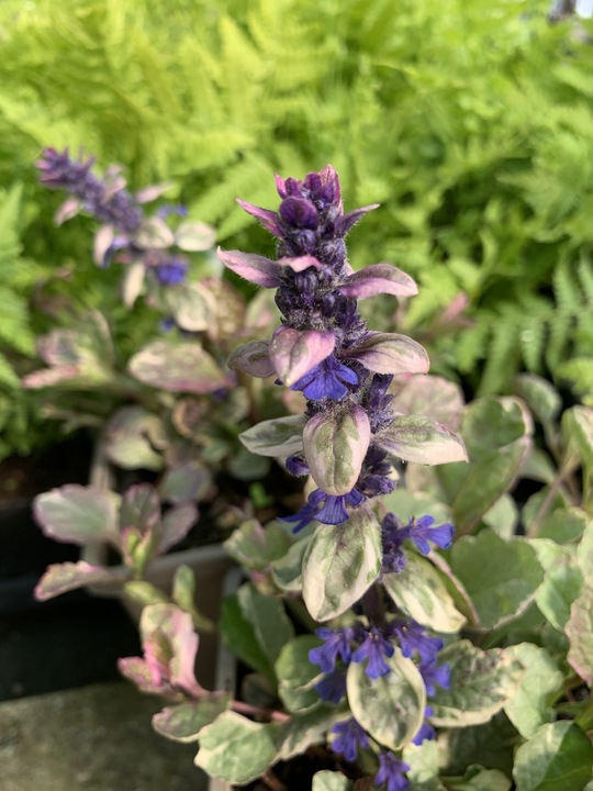 Ajuga reptans 'Burgundy Glow'