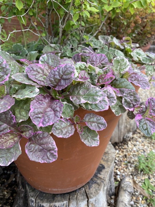 Ajuga reptans 'Burgundy Glow'