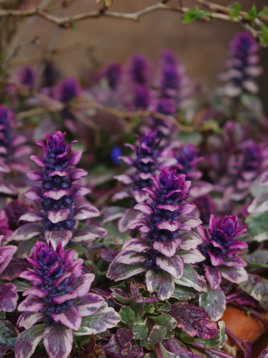 Ajuga reptans 'Burgundy Glow'