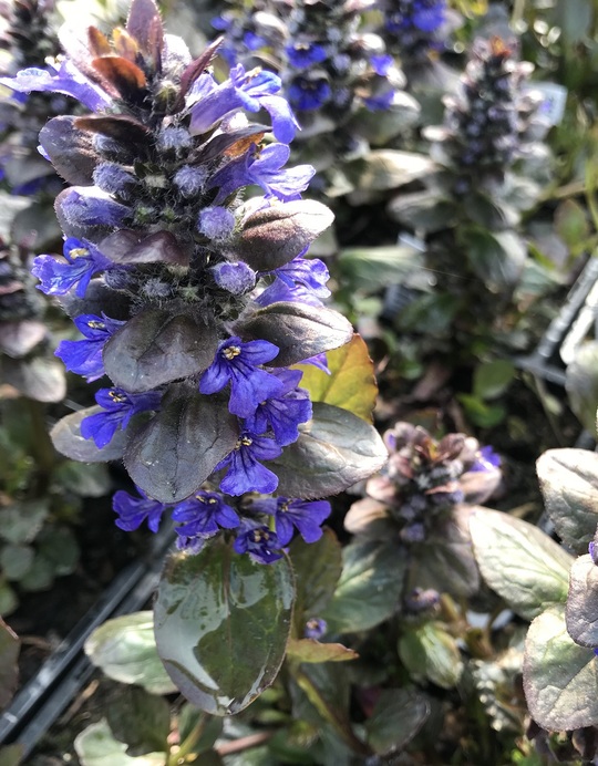 Ajuga reptans 'Catlin's Giant'
