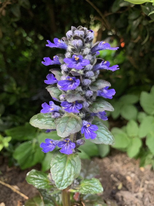 Ajuga reptans 'Catlin's Giant'
