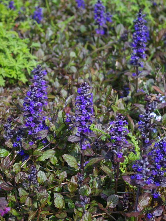 Ajuga reptans 'Catlin's giant' - Beth Chatto Plants & Gardens