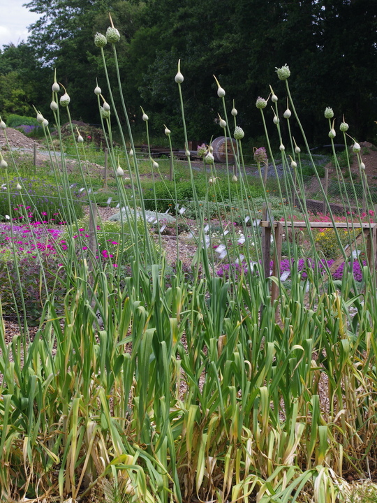 Allium ampeloprasum