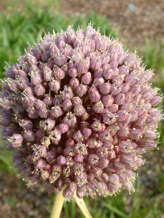 Allium ampeloprasum (DB)