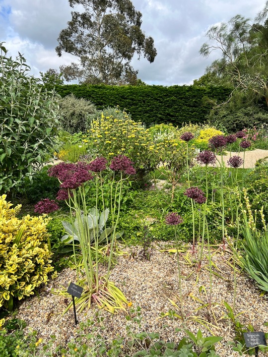 Allium atropurpureum