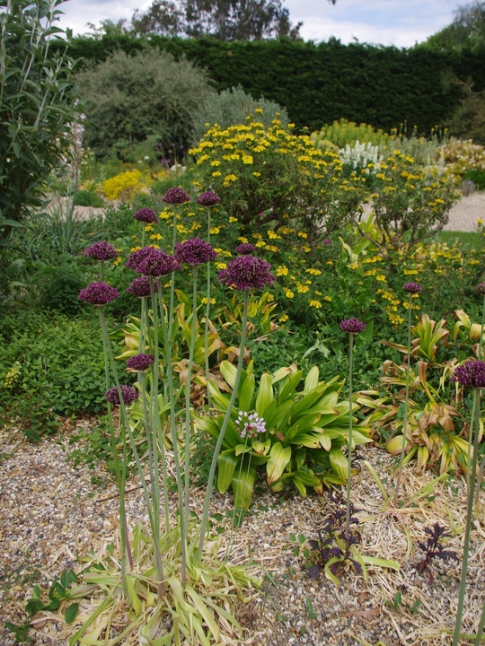 Allium atropurpureum (3xDB)