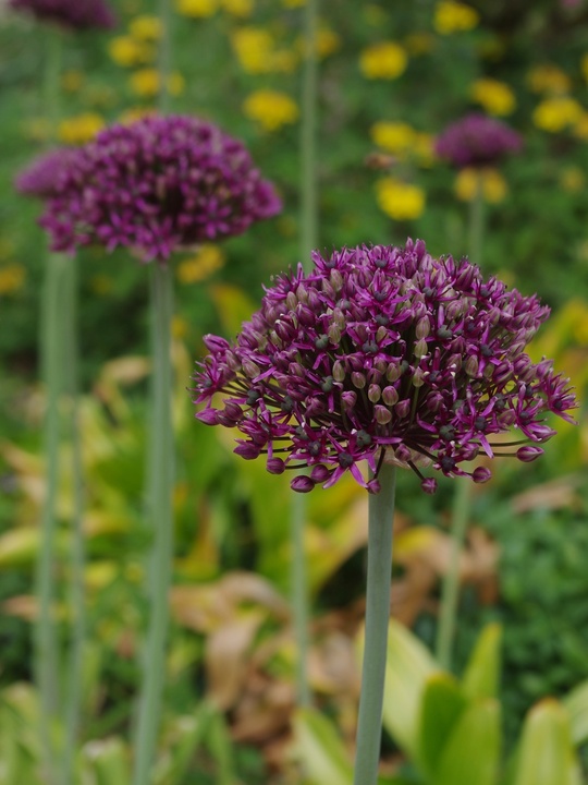 Allium atropurpureum (3xDB)