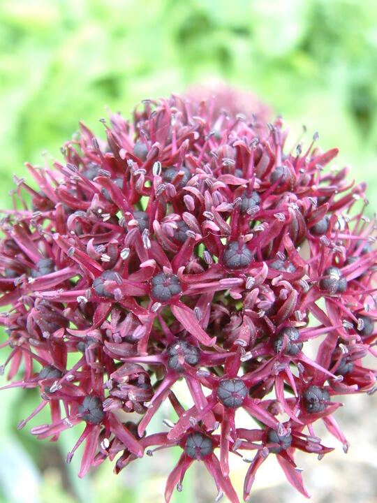 Allium atropurpureum (3xDB)