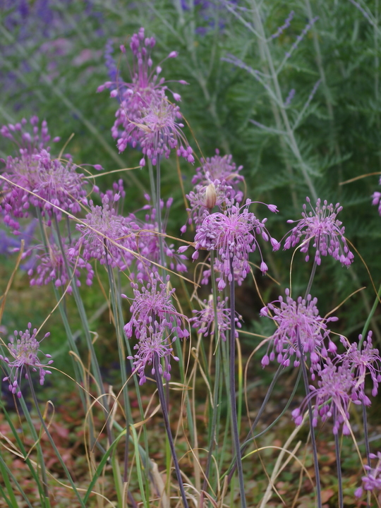 Allium carinatum subsp. pulchellum (3xDB)