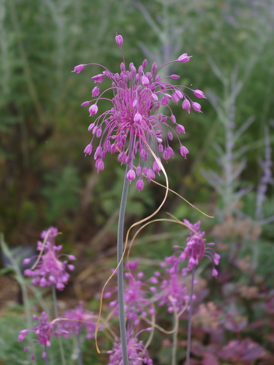 Allium carinatum subsp. pulchellum (3xDB)