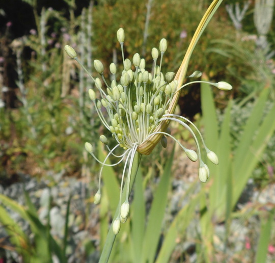 Allium carinatum pulchellum alb. - The Beth Chatto Gardens