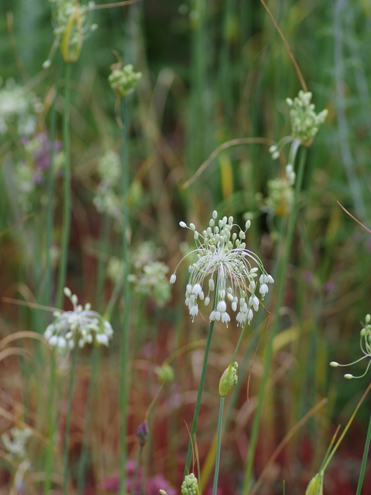 Allium carinatum subsp. pulchellum (3xDB)