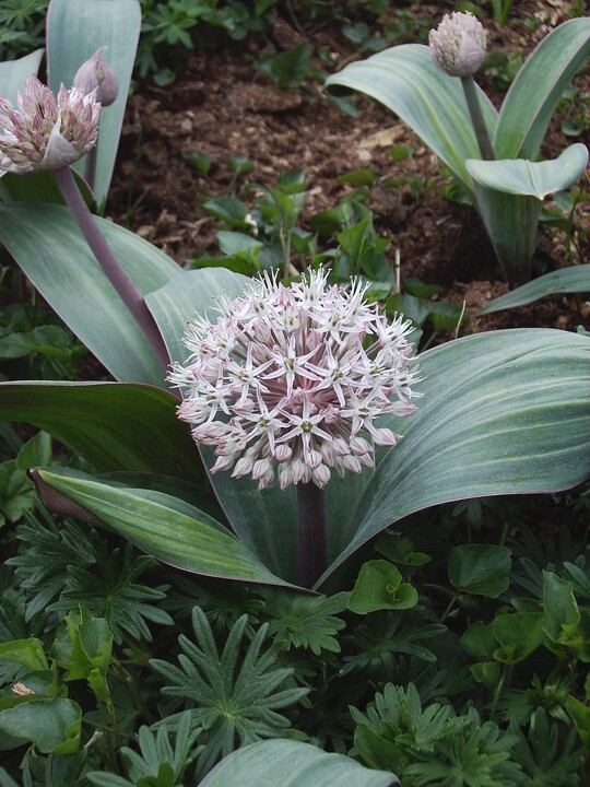 Allium karataviense