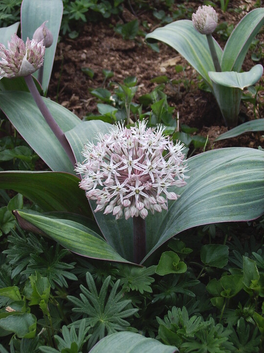 Allium karataviense (DB)