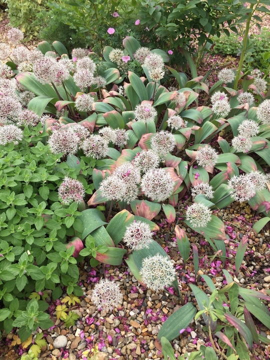 Allium karataviense