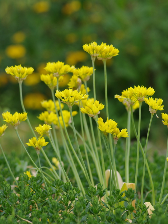 Allium moly (5xDB)