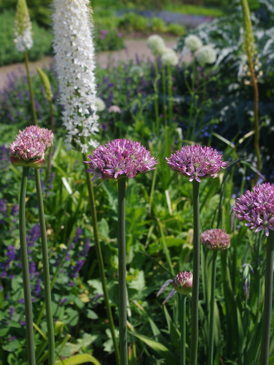 Allium 'Pink Jewel' (DB)