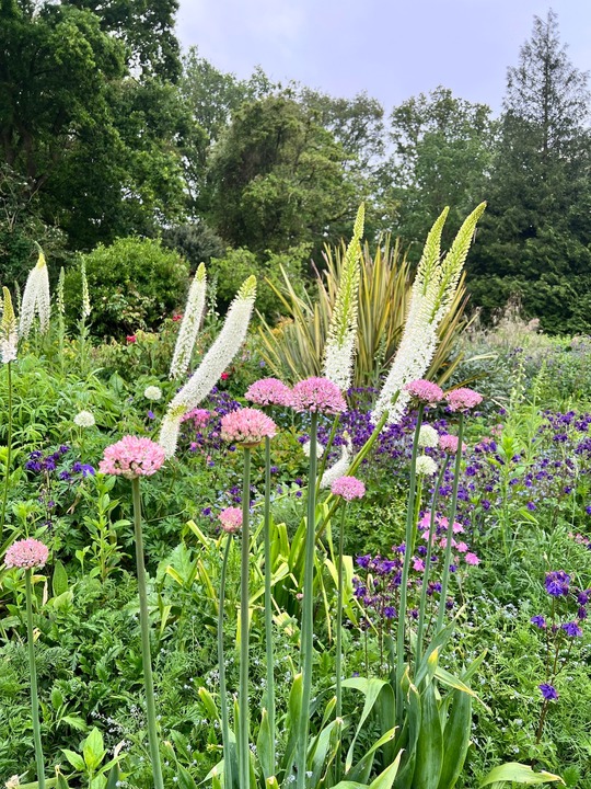 Allium 'Pink Jewel' (DB)