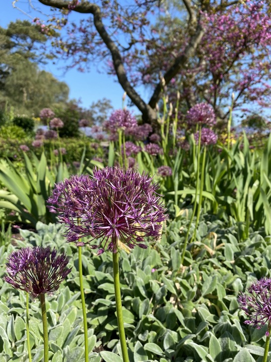 Allium 'Purple Rain' (3xDB)