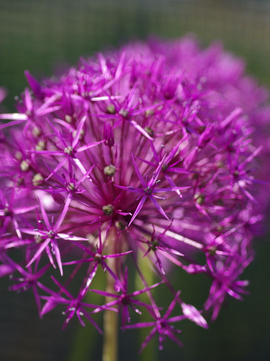 Allium 'Purple Rain' (3xDB)