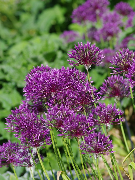 Allium 'Purple Rain' (3xDB)