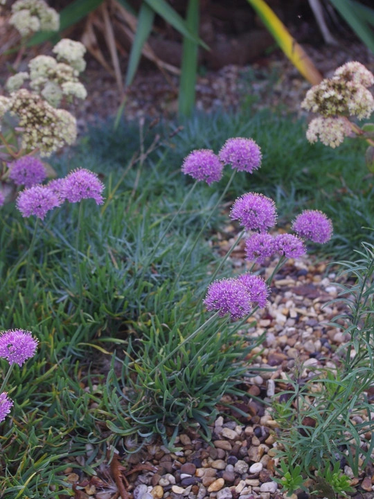 Allium senescens subsp. glaucum