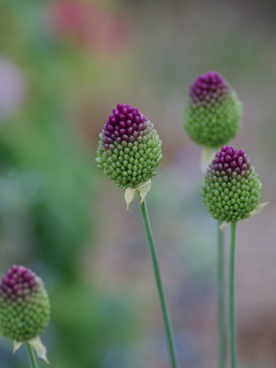 Allium sphaerocephalon (5xDB)