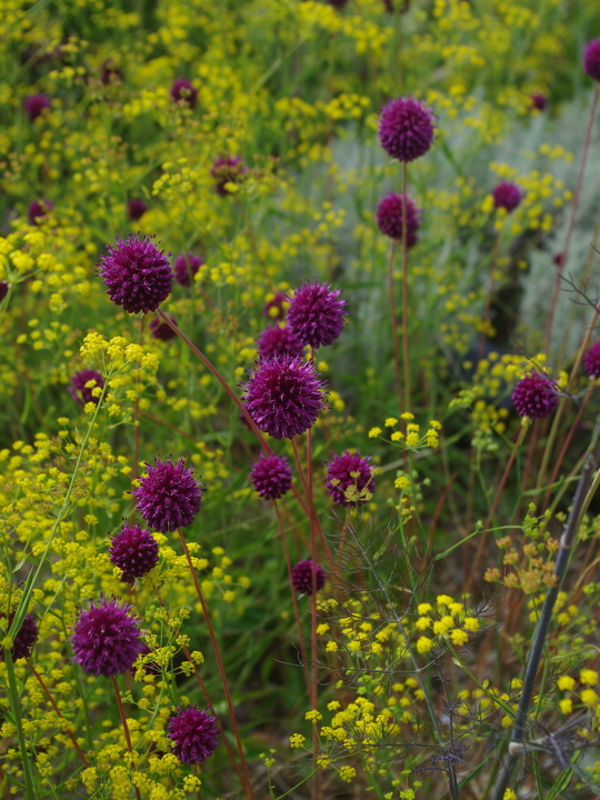 Allium sphaerocephalon (5xDB)