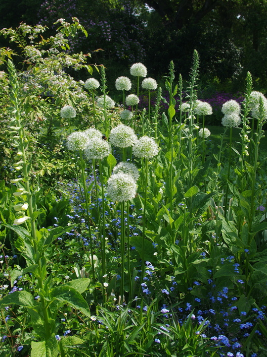 Allium stipitatum 'White Giant'