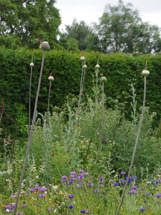 Allium 'Summer Drummer' (DB)