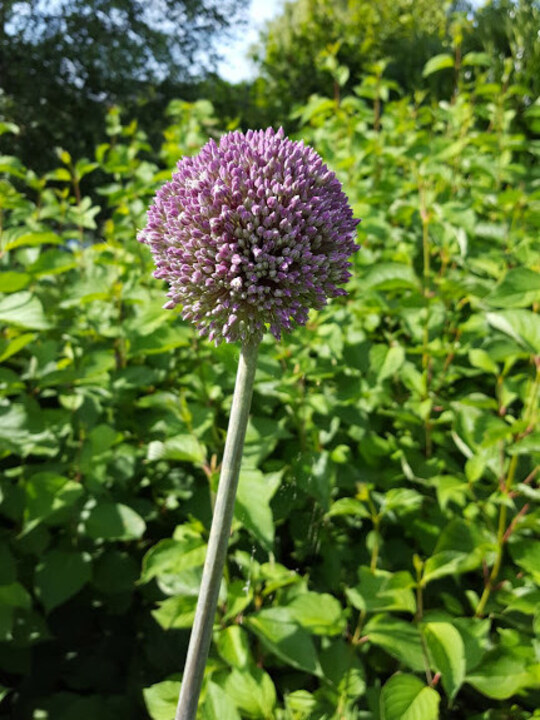 Allium 'Summer Drummer' (DB)
