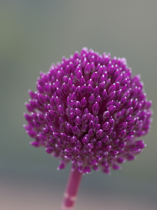 Allium 'Summer Drummer' (DB)