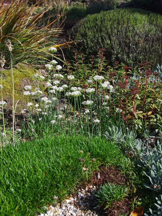 Allium tuberosum