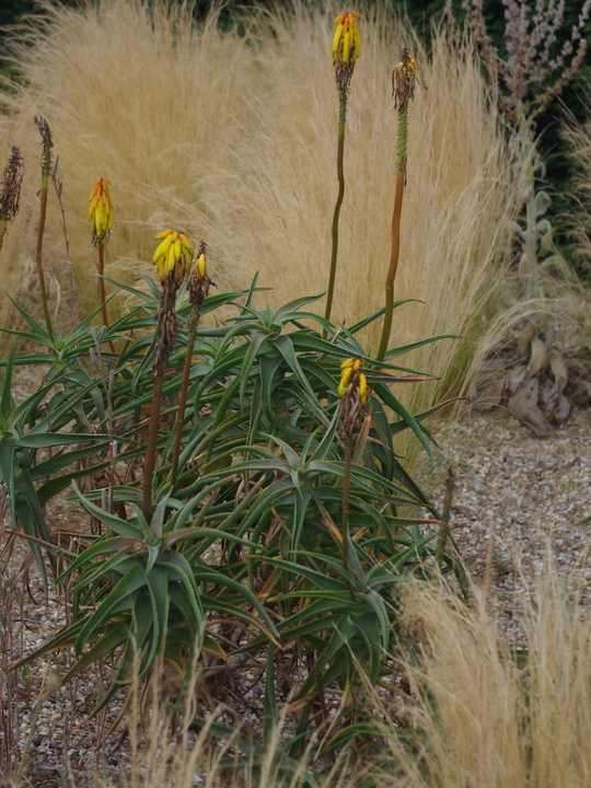 Aloiampelos striatula