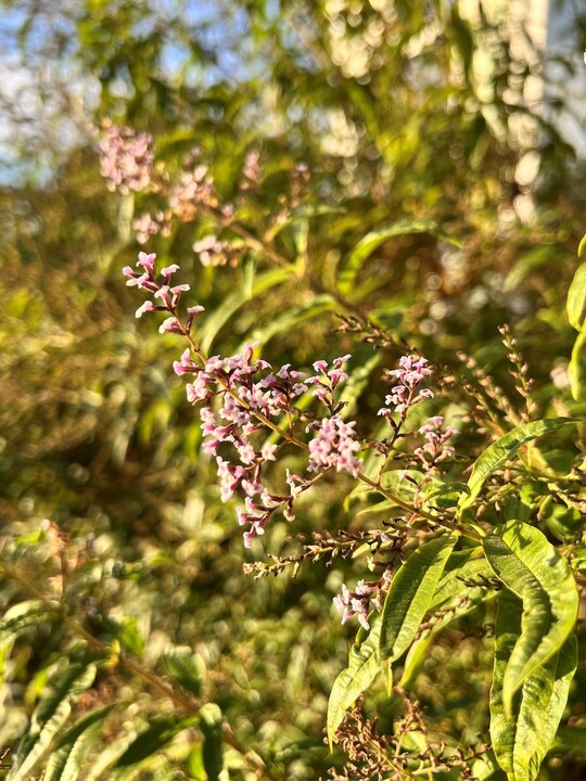 Aloysia citrodora