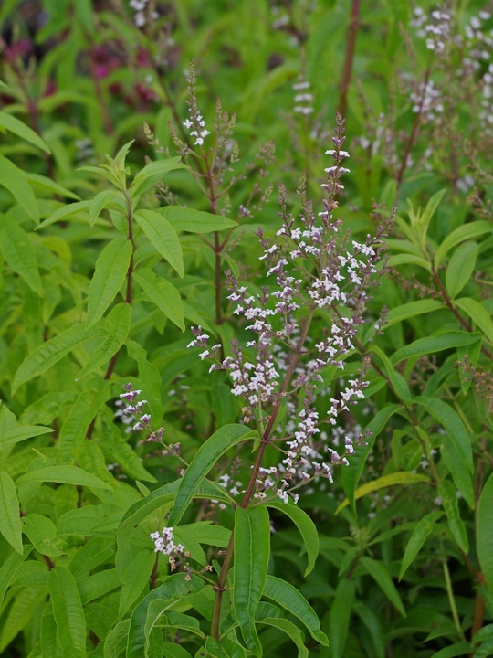Aloysia citrodora
