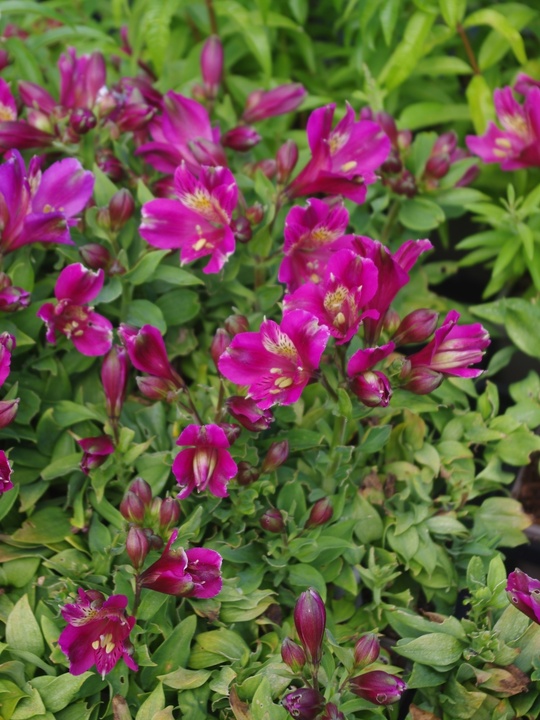 Alstroemeria Inca Goal ('Koncagoal') (Inca Series)