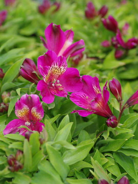 Alstroemeria Inca Goal ('Koncagoal') (Inca Series)