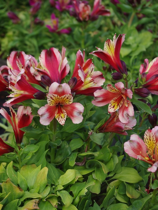 Alstroemeria Inca Husky ('Koncahusky') (Inca Series)