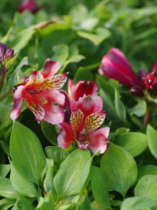 Alstroemeria Inca Husky ('Koncahusky') (Inca Series)