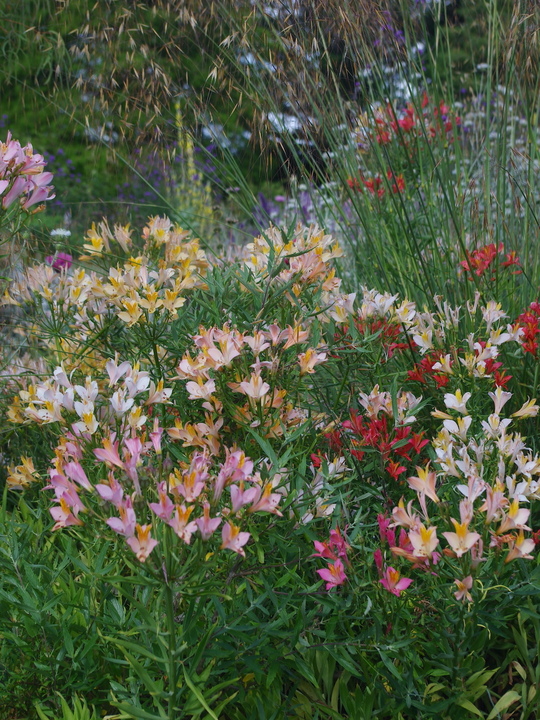 Alstroemeria ligtu hybrids