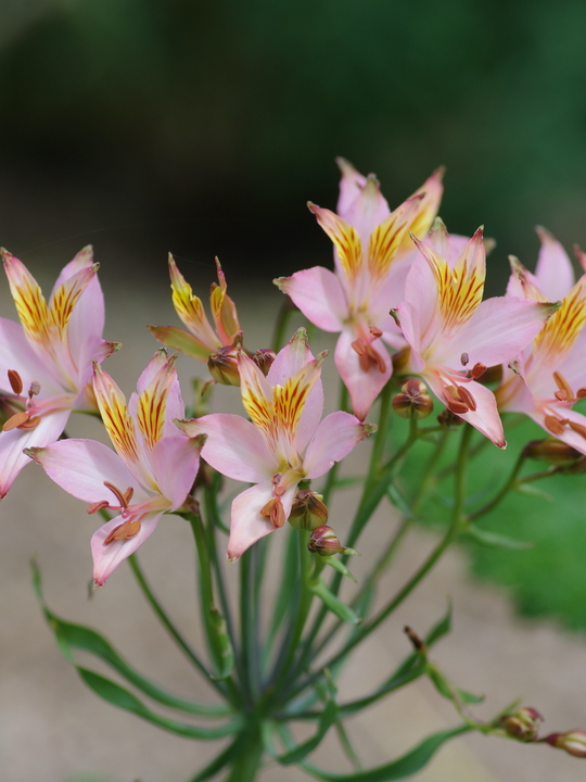 Alstroemeria ligtu hybrids