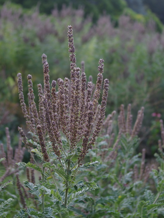 Amorpha canescens