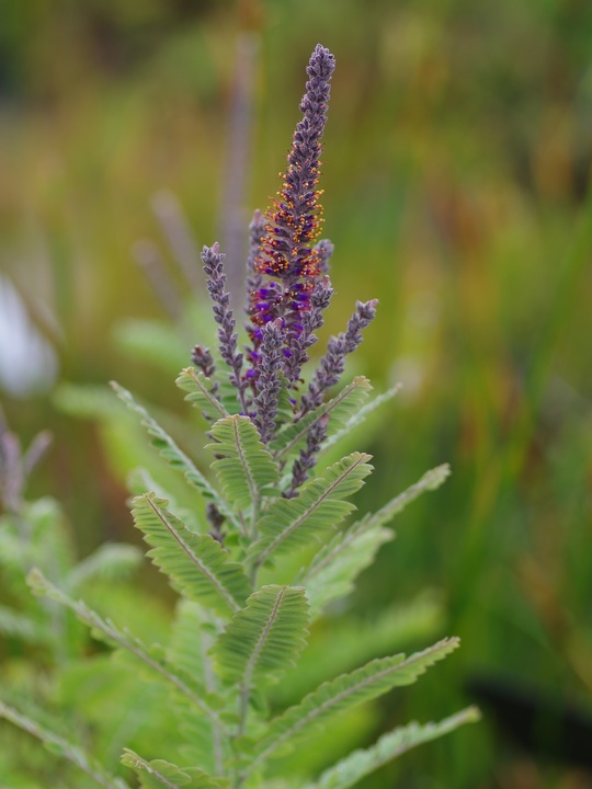 Amorpha canescens