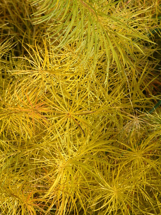 Amsonia hubrichtii