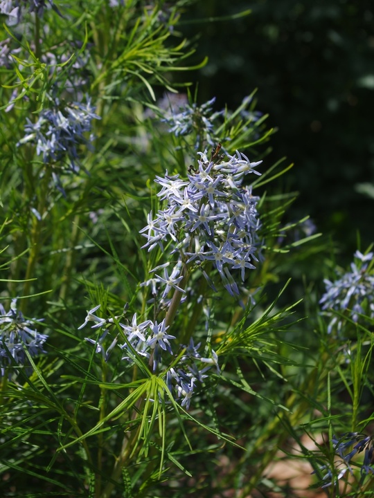 Amsonia hubrichtii