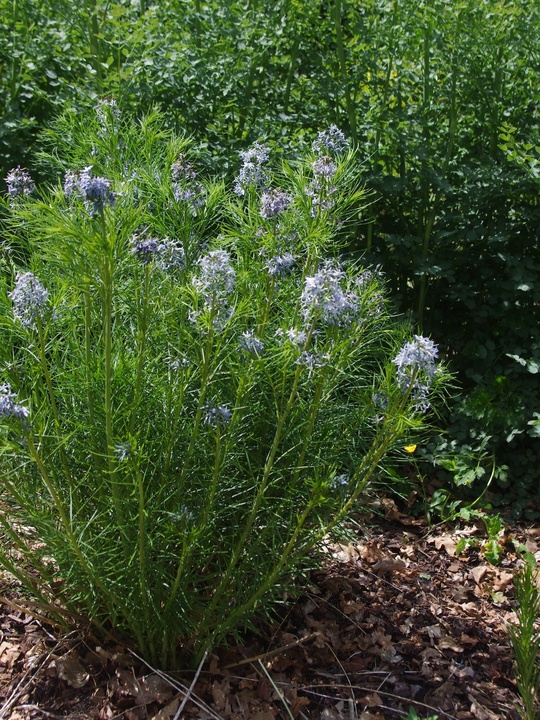 Amsonia hubrichtii