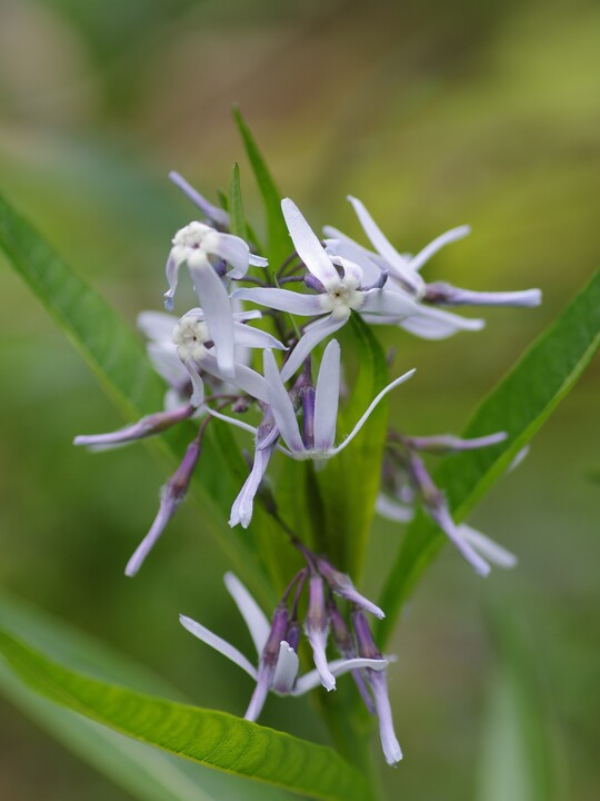 Amsonia illustris