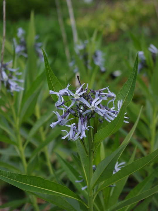 Amsonia illustris