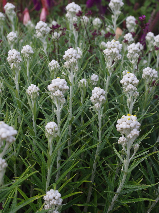 Anaphalis margaritacea